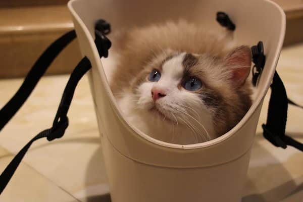 EVA Pet Tote Bag with holes - 图片 10